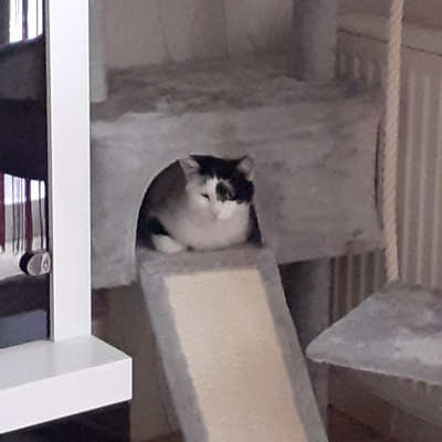 Amy