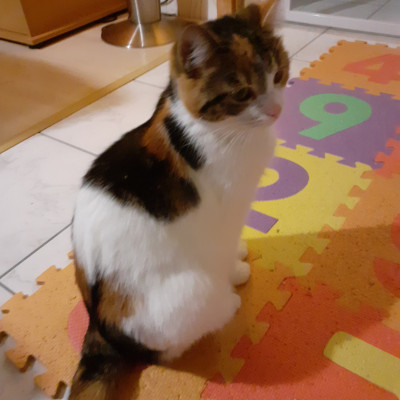 Sissi