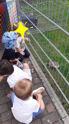 Die Schildkröte vom Nachbarn gefüttert