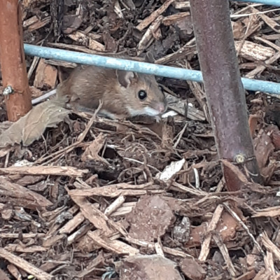 Maus beobachtet