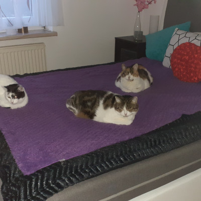 Unsere Katzen,Sissi, Amy und Yuki