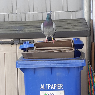 Besuch von einer Taube