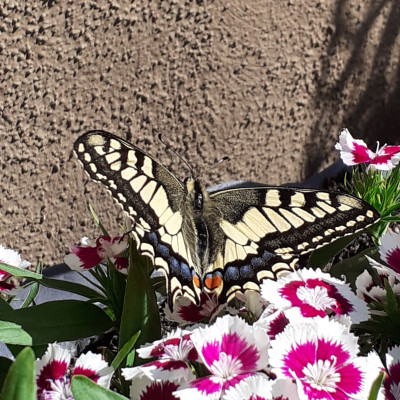 Schmetterling beobachten