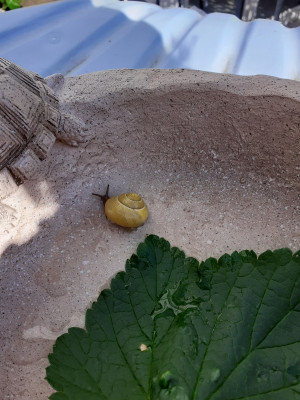 Schnecke gesichtet