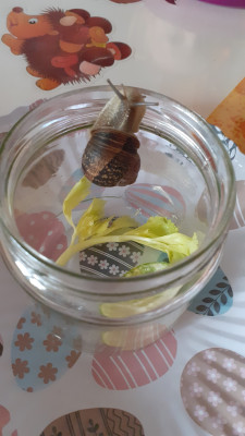 Eine Schnecke fürs Igelchen