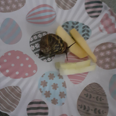 Was isst eine Schnecke?