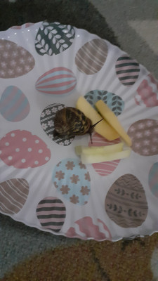 Was isst eine Schnecke?